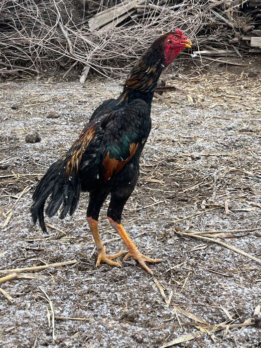 Дакан бойцовый кораз