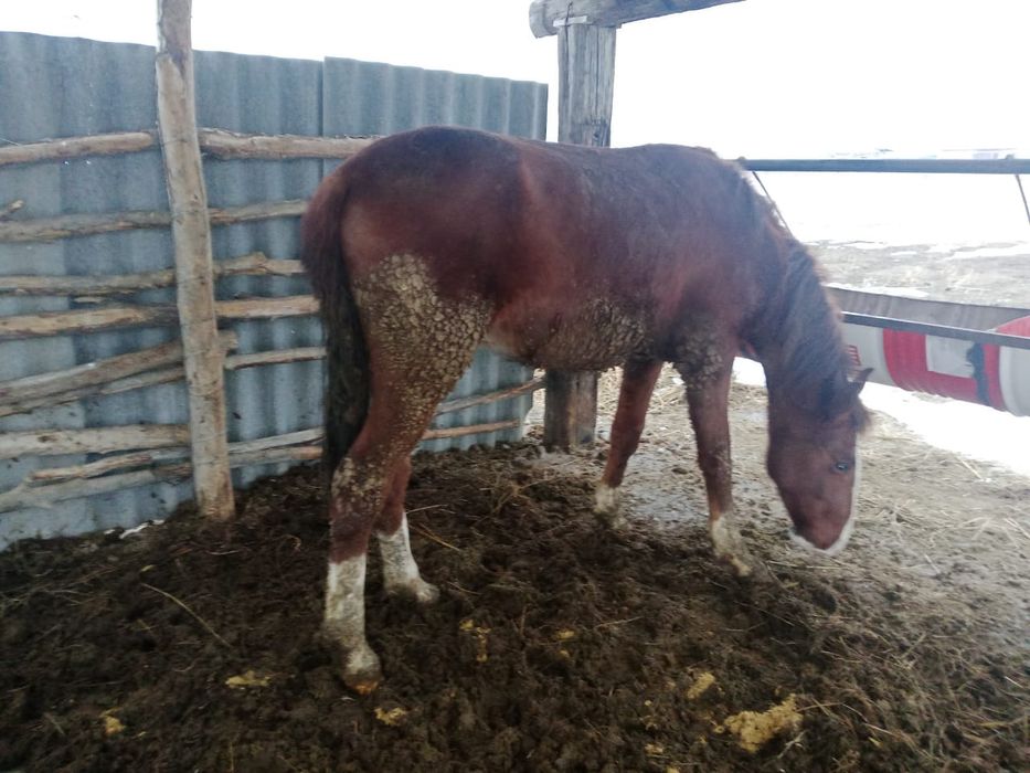 Семіз құнан шығар 470000 Абай половинка да тұр