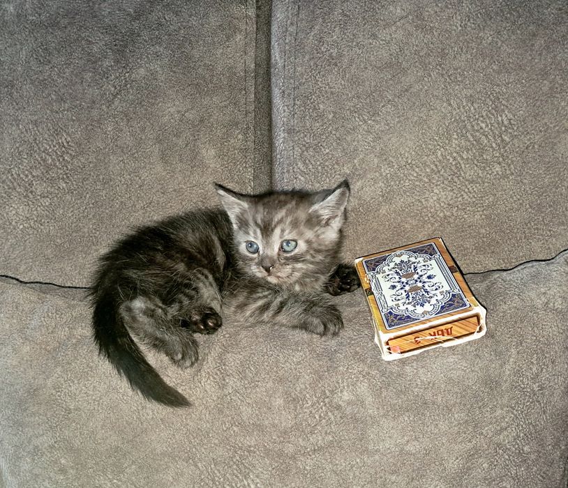 Шотландский прямоухий мальчик