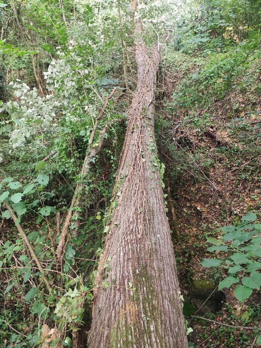 Трупи липа дърво