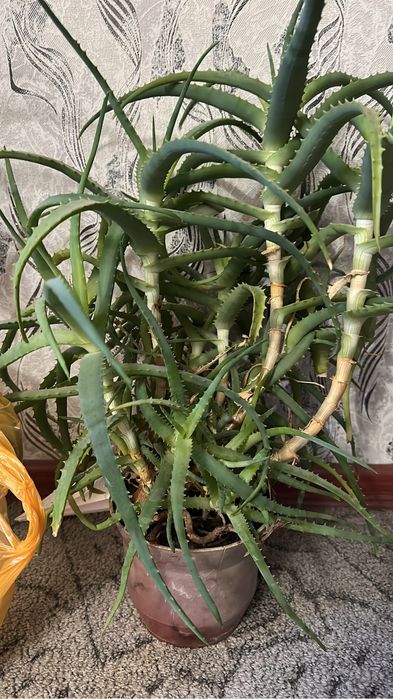 Алое за 3000 для лечения