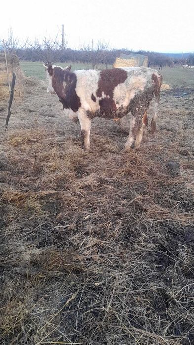 Taur Baltat Romanesc