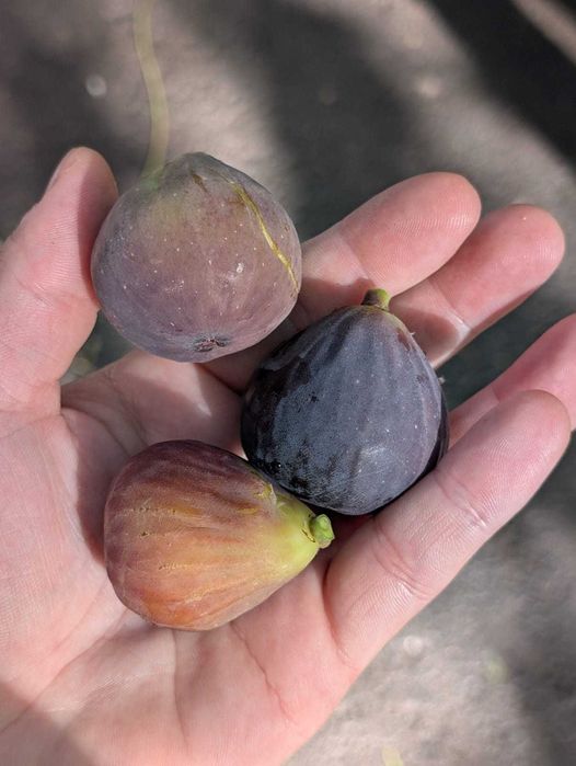 Smochin mov dulce - puiet viguros 1 an (40-125 cm) - rezistent la inghet