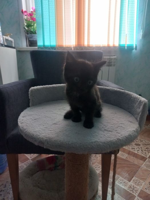 Котенок мальчик в хорошие руки