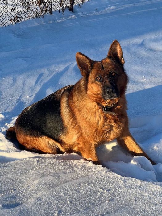 Щенки немецкой овчарки