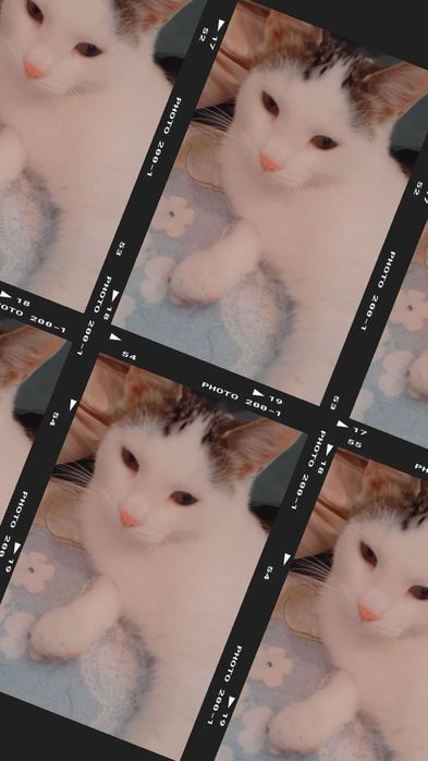 Ласковые нежные котята в добрые руки