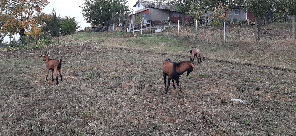 Vând capre , un Tap o Capra și Iadă