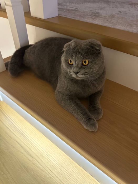 Шотладский Скотиш фолд, дымчатый окрас