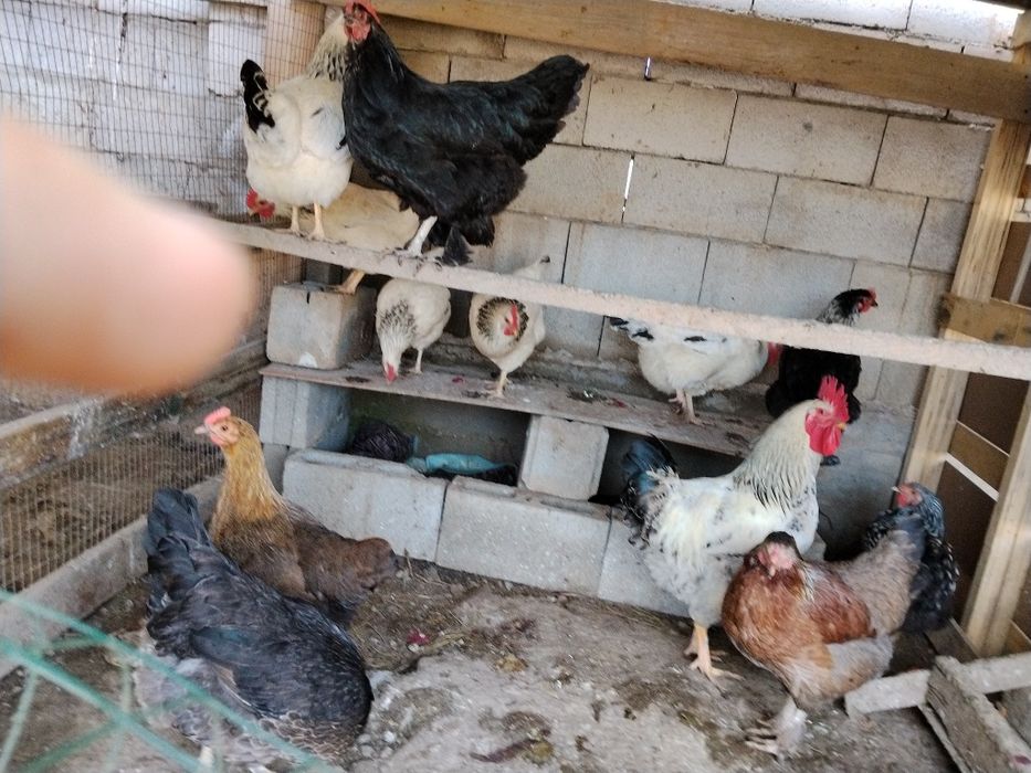 Продам курей разные пород