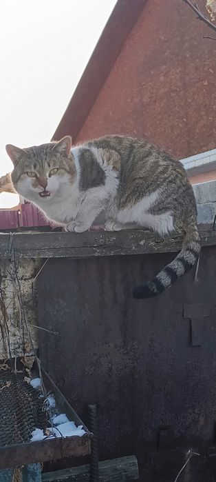 кот крысалов ,в добрые руки