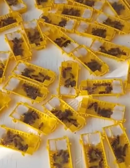 Vând mătci împerecheate Apis Melifera Carpatica