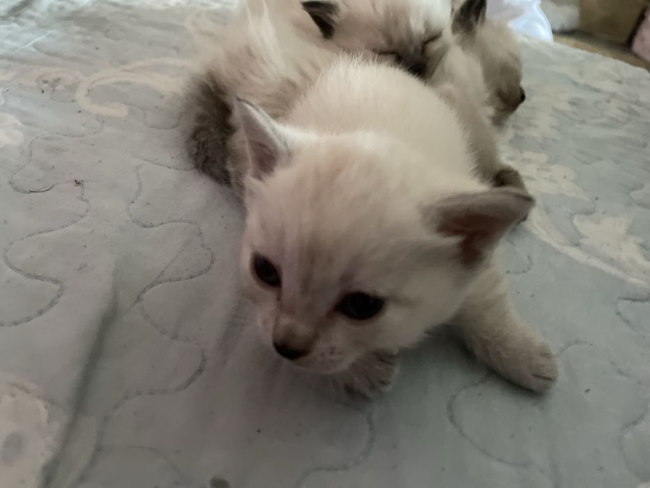 Котята белые ,мама сиамская
