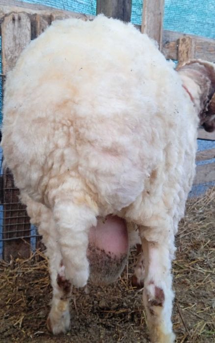 Awassi pentru prăsilă