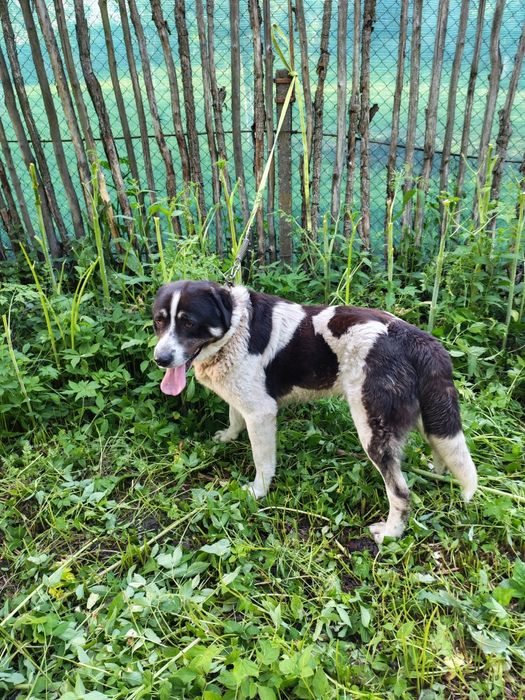 Asia Centrală Volkodav schimb cu animale