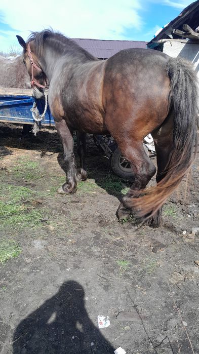 Vând mânz bună de ținut.