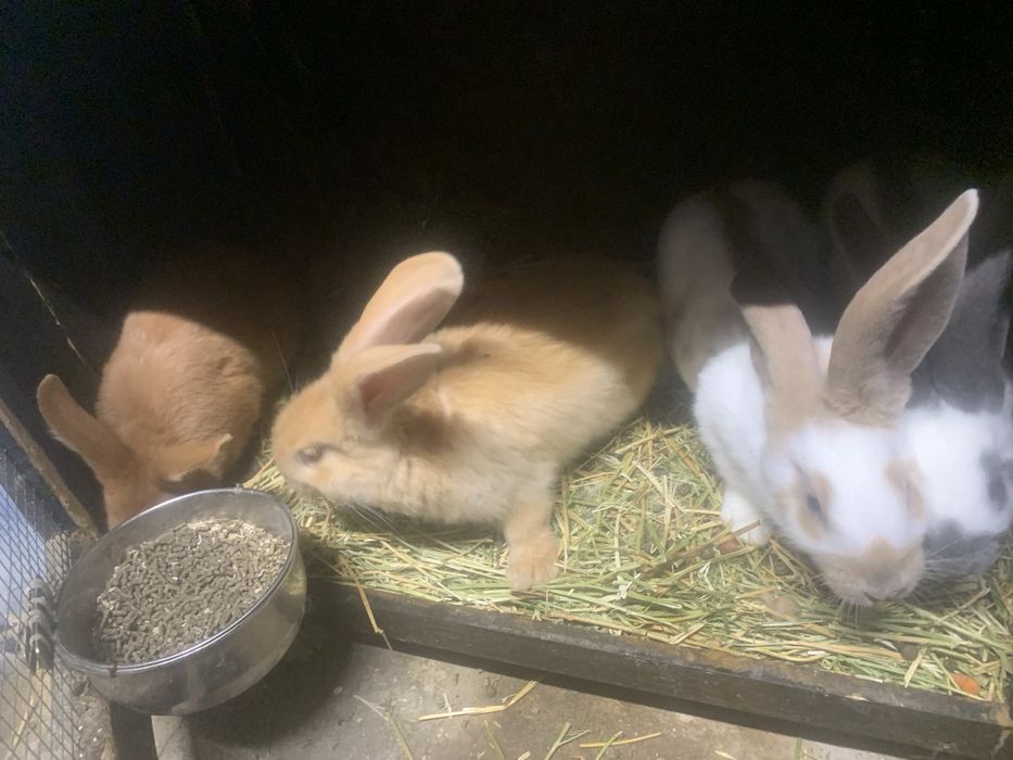 Налични зайци различни породи