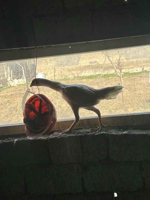 дакан курочка продам