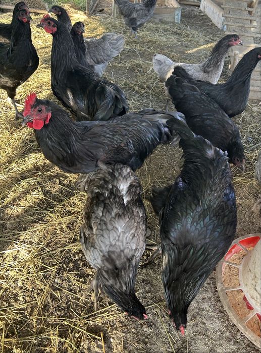 De vanzare Cocoş Australop