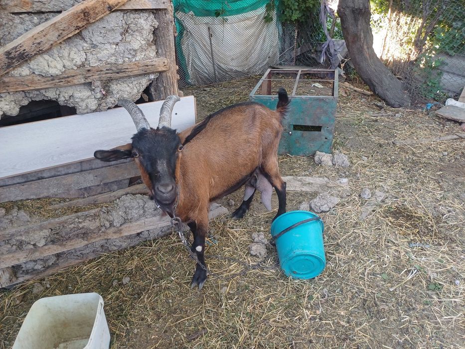 Capra Alpin Francez