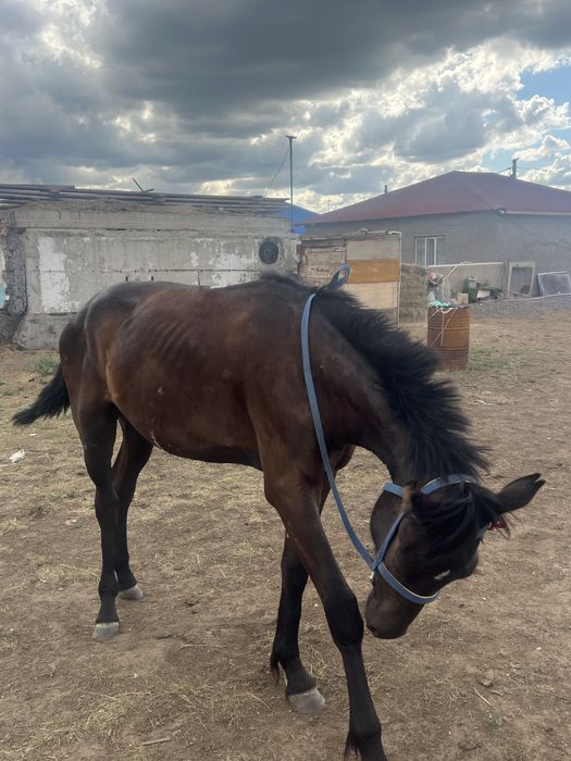 Продается тай ..