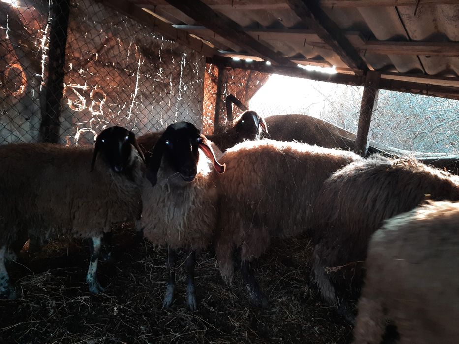 Carabase sârbești  se vând doar toate