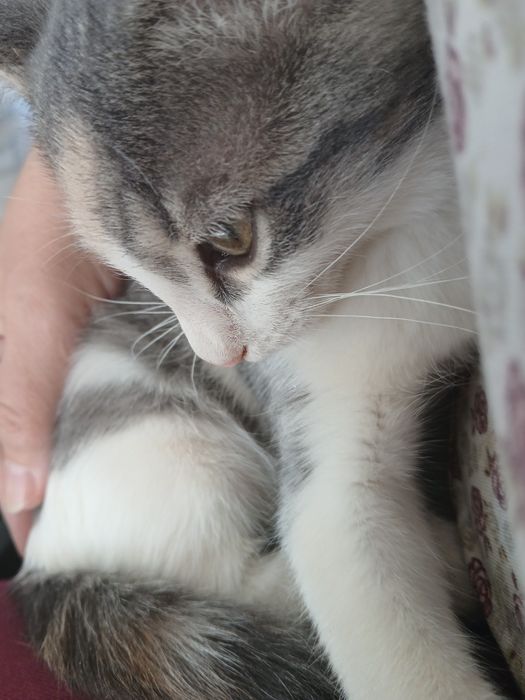 Срочно отдам в дар котенка