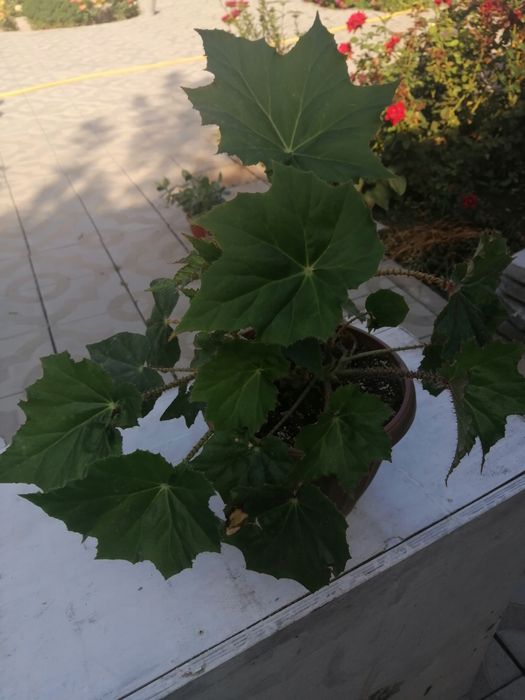 Продаю комнатные растения