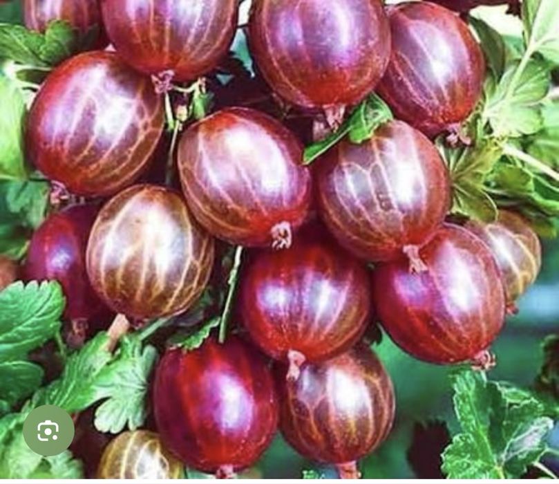 Слива деревом крупная сорт Стенли