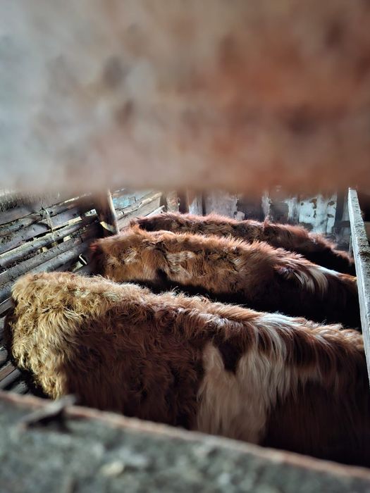 Телята. Тёлочки.