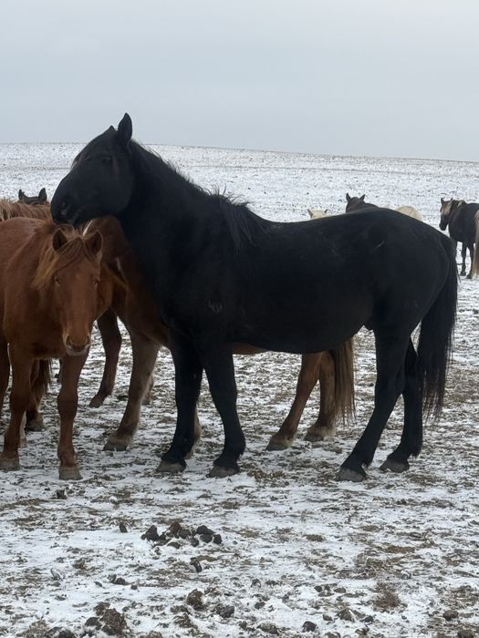 Продам кушумского жеребца 9 лет