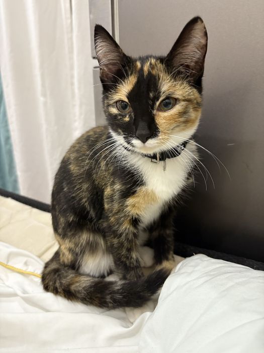 Кошка трехцветная