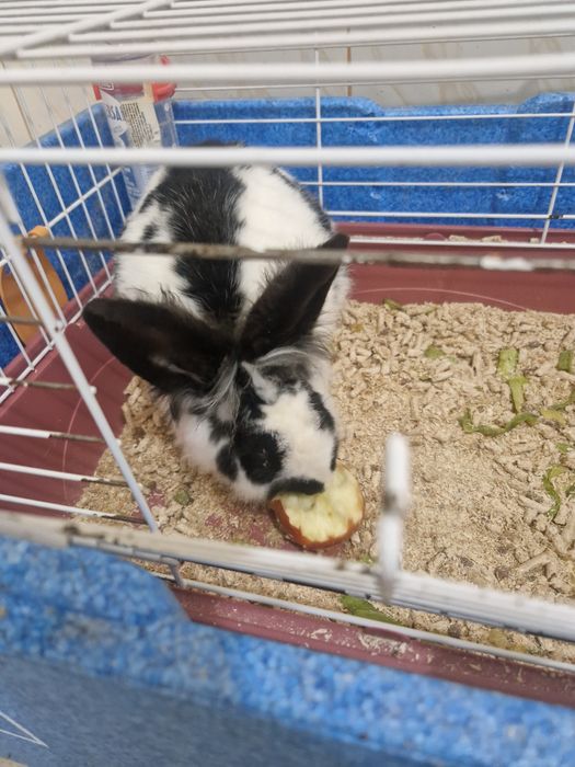 URGENT Vand Iepuras  cu cușcă.