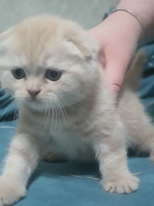 Скотиш фолд котёнок