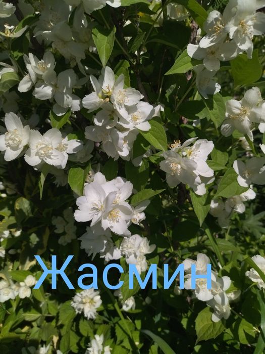 Продается молодой декоративный кутарник