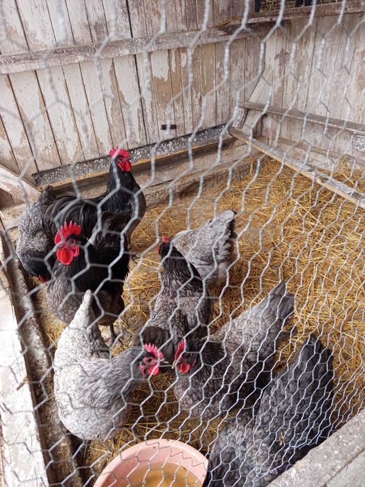 Vând oua pt incubat găini austrolorp albastru,austrolorp negru