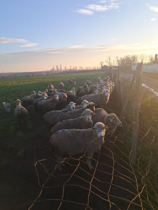 Vând oi Ulmu Braila