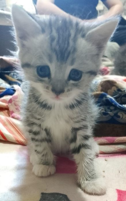 Отдам котят в добрые ручки