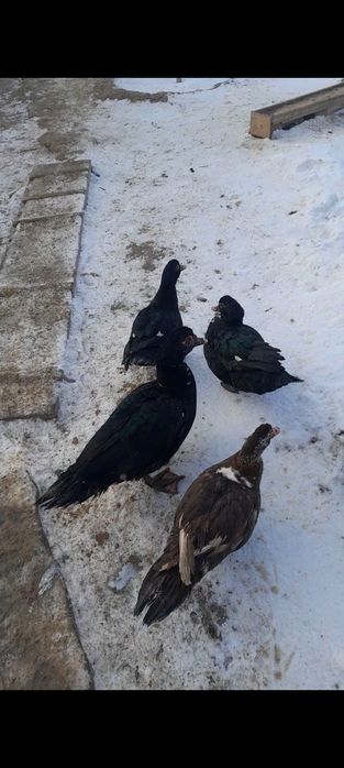 3 ұрғашы 1 еркек