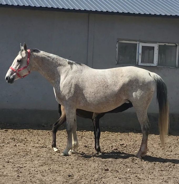 Продам  жеребую кобылу.