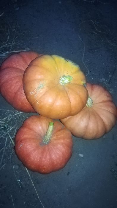Продам тыкву домашняя,сладкая