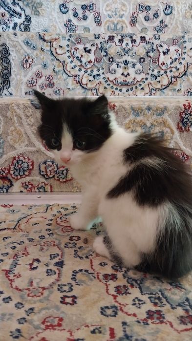 Отдам котят в добрые руки