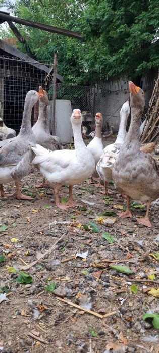 Gâște crescute natural la țară