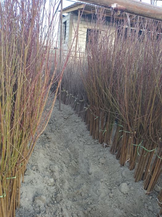 Turli xildagi mevali ko'chatlar sotiladi 15000