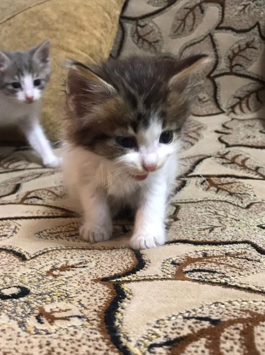 Отдам котят в добрые руки