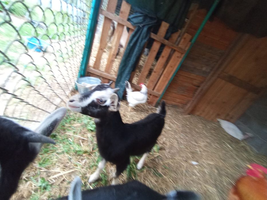 Продаются козлята