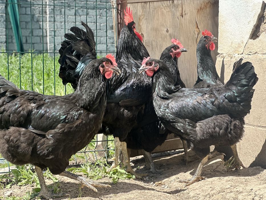 Гигант кора шахзода  (чёрный принц куры петухи цеплята) qora shahzoda.