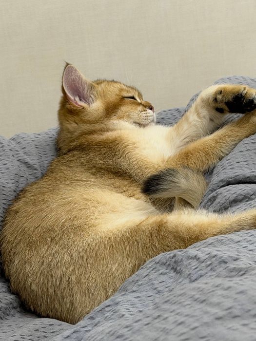 Продается котенок  родословная золотая шиншилла