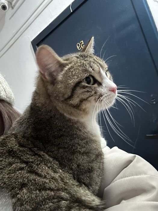 отдадим в хорошие руки ! Нашли кошку