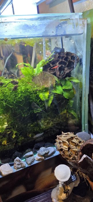 Продавам 10 л.аква със нано риби и ред черита скариди