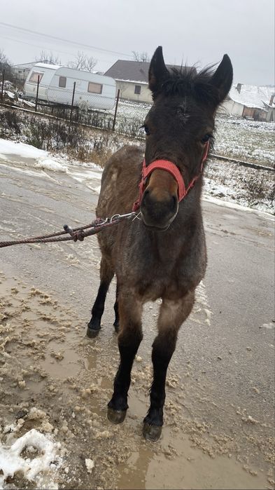 Vand un manz de  6 luni frumos cumite